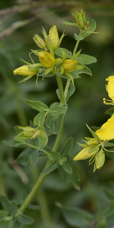 Hypericum petali seghettati, Hypericum perforatum sl.